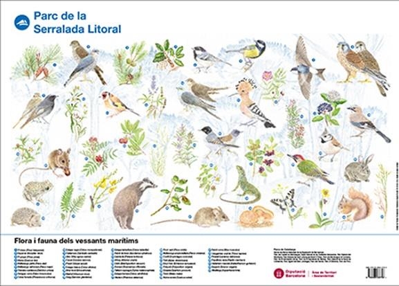 Flora i fauna dels vessants marítims: Parc de la Serralada Litoral | 9788498036756 | DIPUTACIÓ DE BARCELONA. GERÈNCIA DE SERVEIS D'ESPAIS NATURALS