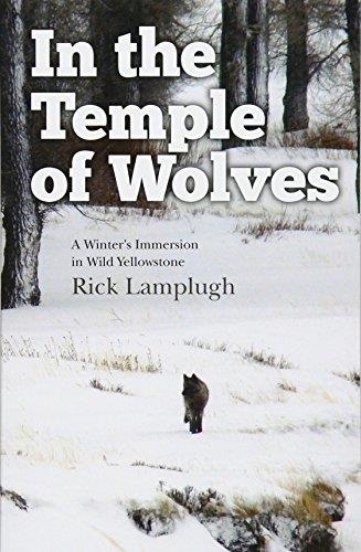 IN THE TEMPLE OF WOLVES: A WINTER'S IMMERSION IN WILD YELLOWSTONE | 9781490372051 | RICK LAMPLUGH