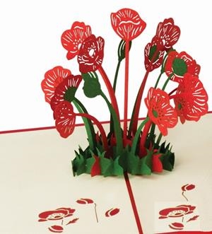 AMAPOLA | 8436560041627