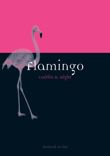 FLAMINGO | 9781780234250 | CAITLIN R KIGHT