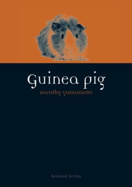 GUINEA PIG | 9781780234267 | DOROTHY YAMAMOTO