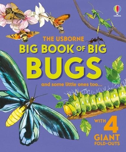 BIG BOOK OF BIG BUGS | 9781836040255 | EMILY BONE