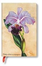 ORQUÍDEA BRASILEÑA MINI - SERIE ILUSTRACIONES BOTÁNICAS | 9781439735732